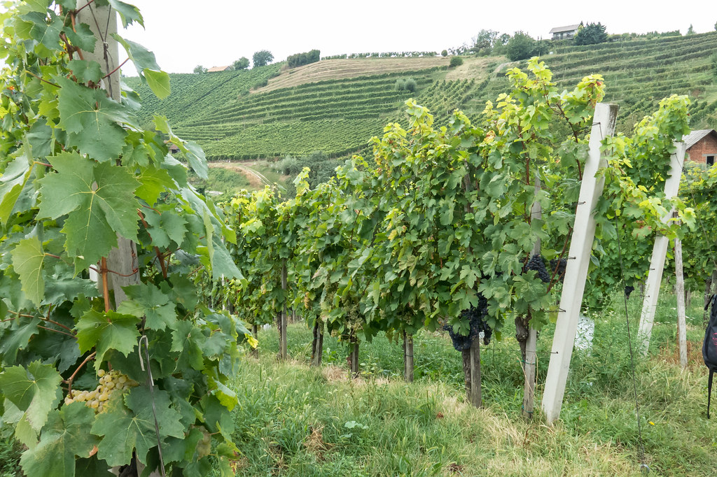 foto platiše-2556